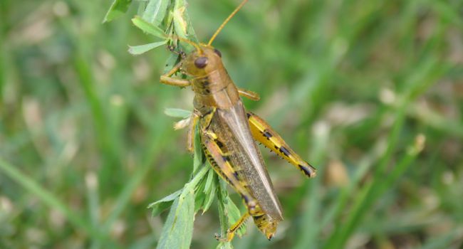 Upclose image of grasshopper