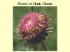 Musk Thistle Flower