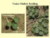 Venice Mallow Seedling