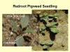 Redroot Pigweed Seedling 1