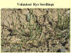 Volunteer Rye Seedlings