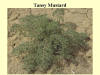 Tansy Mustard 1