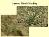 Russian Thistle Seedling