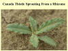 Sprouting Canada Thistle