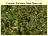 Flowering Common Purslane Plant