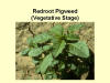 Redroot Pigweed 1