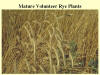 Mature Volunteer Rye Plants