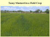 Tansy Mustard 2