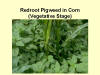 Redroot Pigweed 2