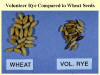 Volunteer Rye & Wheat Seeds