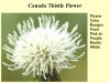 Canada Thistle Flower