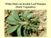 White Hairs on Kochia Leaf