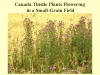 Canada Thistle