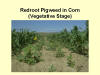 Redroot Pigweed 3