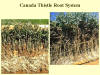 Canada Thistle Roots