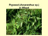 Pigweed