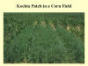 Kochia Patch