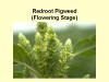 Flowering Redroot Pigweed 1