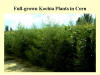 Full Grown Kochia Plants