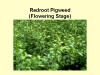 Flowering Redroot Pigweed 2