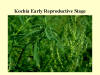 Kochia Early Reproductive Stage