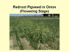 Flowering Redroot Pigweed 3