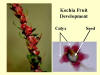 Kochia Fruit Development