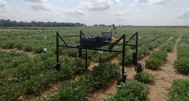 Black robot monitoring a field of peanuts
