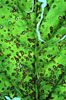 Cercospora infected leaf