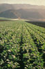 healthy California field