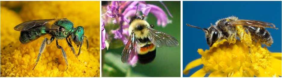 Two-Spotted Bumble Bee – Bumble Bees of Wisconsin – UW–Madison