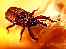 Photo of rice weevil on wheat kernels