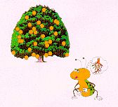 Diaprepes task force cartoon of grub attacking orange tree