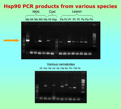 Hsp90 PCR products from various species