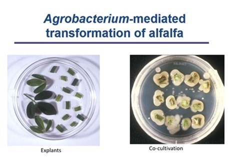 /ARSUserFiles/4909/Updates/Pic_Agrobacterium-mediated.jpg