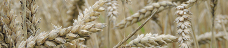 /ARSUserFiles/50100525/images/wheat-banner.jpg