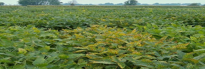 Soybean sudden death syndrome caused by a toxin producing fungus