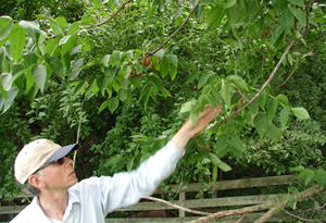 Collecting seed from low-hanging branches.