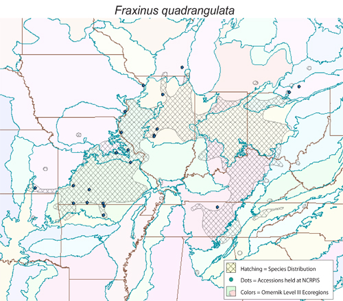 Fraxinus quadrangulata - distribution, collected sites, Omernik Level III ecoregions.