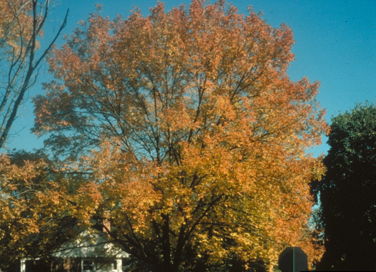 Stating the obvious: the beauty of ash trees is worth saving. Photo from www.forestryimages.org. Photographer: Richard Webb, Self-employed horticulurist, Bugwood.org.