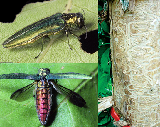 Emerald Ash Borer (adults) and tree damage from larvae. Photos shown here are from US Forest Service. Emerald Ash Borer photos taken by David Cappaert.