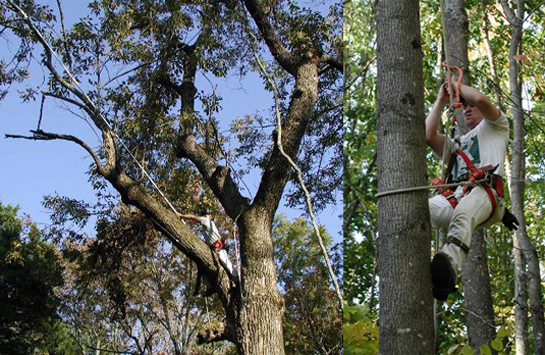 Collecting ash seed is not always easy. This combined image shows Jeff Carstens scaling a tree and using a pole saw.