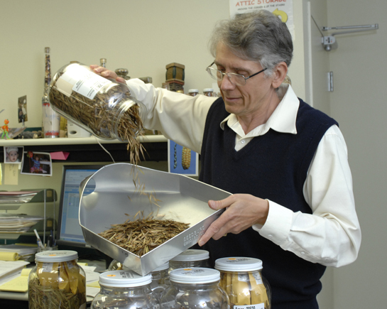 Mark Widrlechner pours ash seed into a seed tray. The collection is periodically inventoried to make sure seed count numbers are accurate. The distribution lots are stored in wide-mouth plastic jars for easy access to package for shipping. Photo by Bob Elbert, Iowa State University.