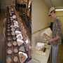 Ash seed processing. Seeds are cleaned, weighed, and 'balance-sampled' before storing. Shown here is Matt Fouts weighing the seeds and determining the total number for the accession based on a hundred-seed weight.