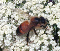 Honey Bee on Daucus