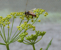 Honey Bee on Pastinaca