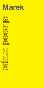 Marek Curatorial logo