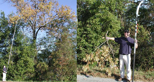 The use of a pole saw throughout the trip was definitely key in obtaining seeds from ash trees. Simply pruning one small branch can generate a large amount (2,000-5,000) of seed.