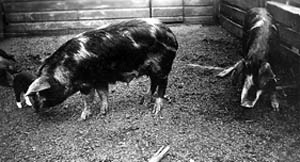 Sows and piglets in a barn at the National Animal Disease Laboratory 