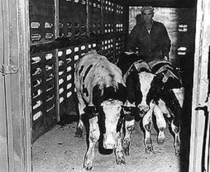 A special herd of breeding cattle, which had been maintained Brucella-free for more than 20 years, was transported from Beltsville, Maryland to the National Animal Disease Laboratory in 1961 by special train. 